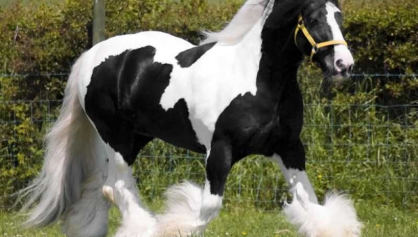 Cavalo Horse